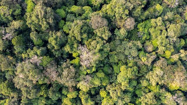 Sortie Nature : Gestion forestière durable illustrée