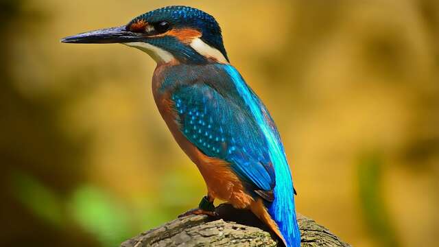 Eté actif | Oiseaux et compagnie | Lac de Gurson
