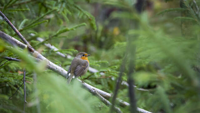 Sortie Nature : Découverte des haies et de leurs oiseaux
