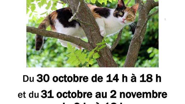 Bric à brac au profit de l'Ecole du Chat de la Creuse