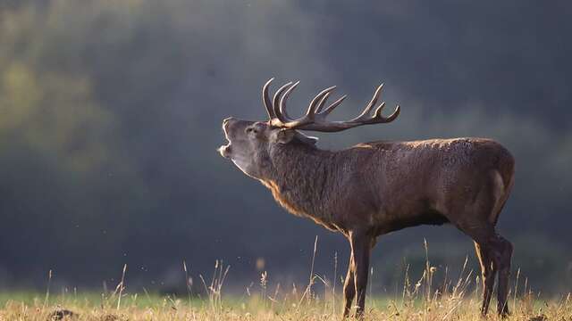 Sortie avec la maison de la nature - Brame du cerf