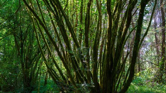 La forêt de Ligoure