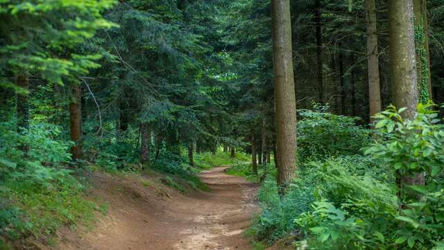 La forêt départementale des Vaseix