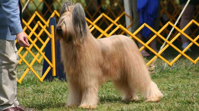 Expositions canines toutes races