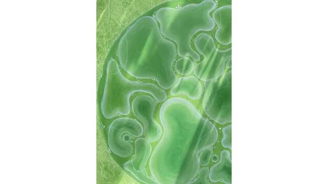 Exposition: "The secret garden", Noémi Kossoko