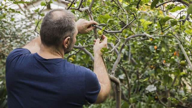 Sortie Nature : Animation de greffage