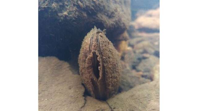 Conférence sur la Mulette perlière (moule d’eau douce)
