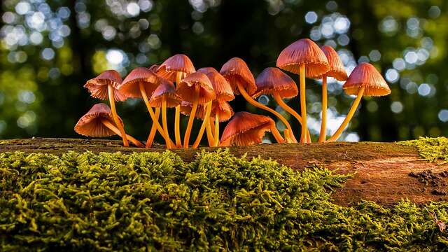 Balade nature : les champignons