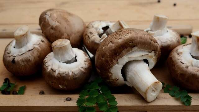 Balade nature : les champignons