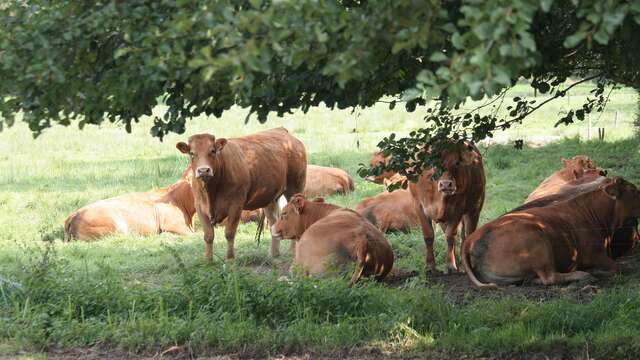 Dans les bottes du fermier en juillet