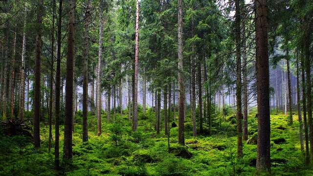 Cinéma Arévi : Planter à tout prix - Des arbres pour sauver la planète