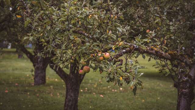 Early Bird Festival - 2ème édition - Visites insolites