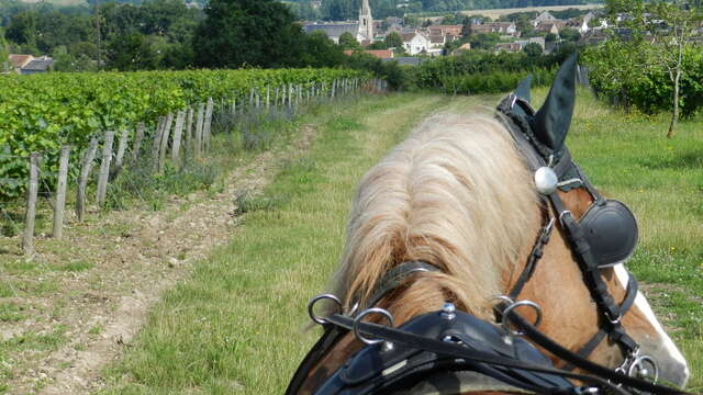 Les Caves aux Caux