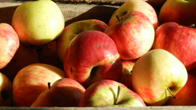 Marché hebdomadaire de la Ville-aux-Clercs