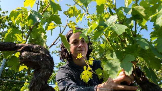 Activités Oenotouristiques au Domaine Sauvète