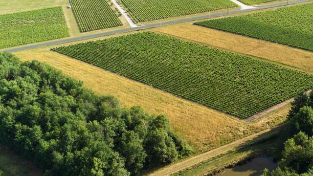 Lionel gosseaume, vigneron