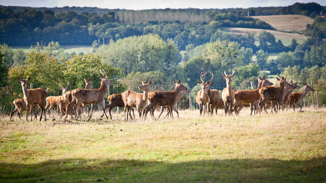 Le brame du cerf