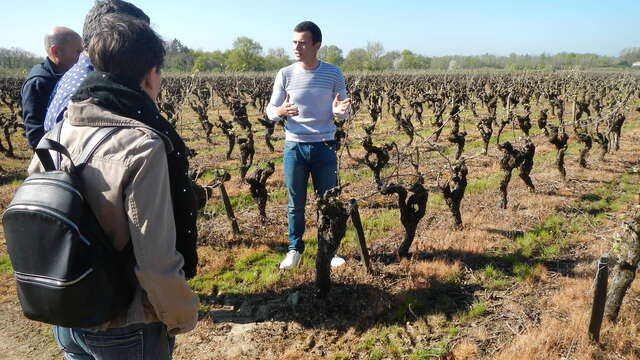 Visite du domaine et cours d'oeonologie au Château du Bois Huaut