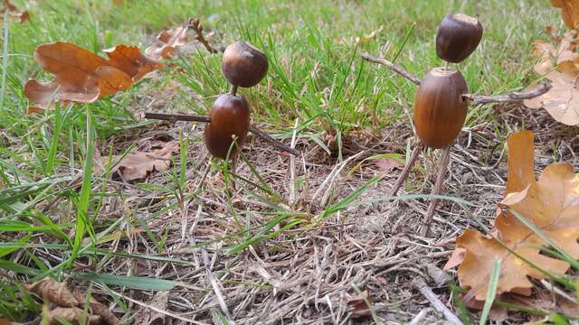 Créations végétales de fin d'année