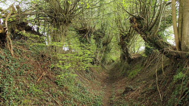 L'allée des Trognes
