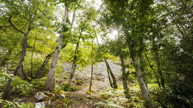 Trail - Le Tour des Alpes Mancelles