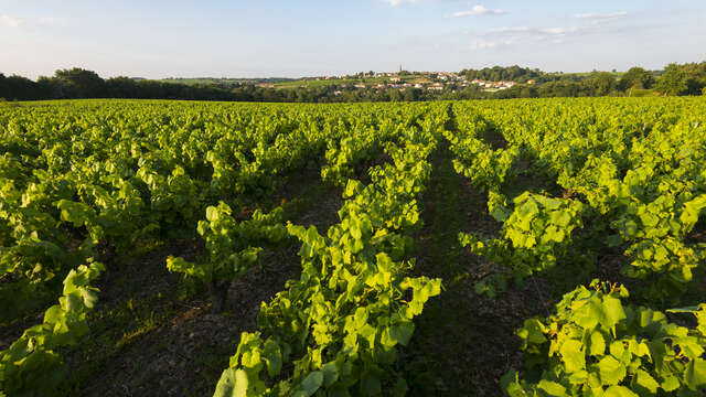 Boucle circuit vignoble du Bois Joly