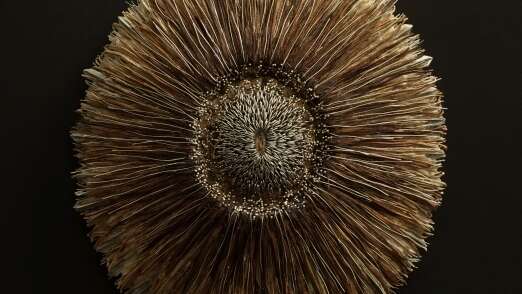 EXPOSITION : HISTOIRES NATURELLES DE CATHY HIRCHENHAHN