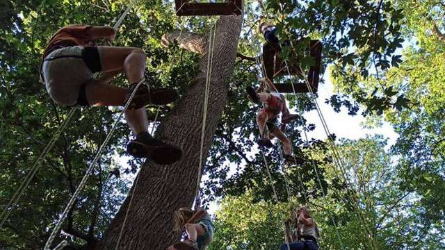 Grimpe d'arbre avec Le dédale des cimes