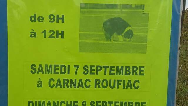 Concours national de chiens truffiers