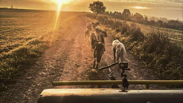 Lot Of Dogs - Husky Expérience