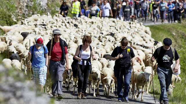 Transhumance Rocamadour- Luzech 2024: étape Crayssac - Luzech