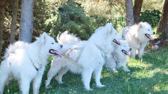 Terre Inukshuk - Cani-Randonnée et visite de Chenil