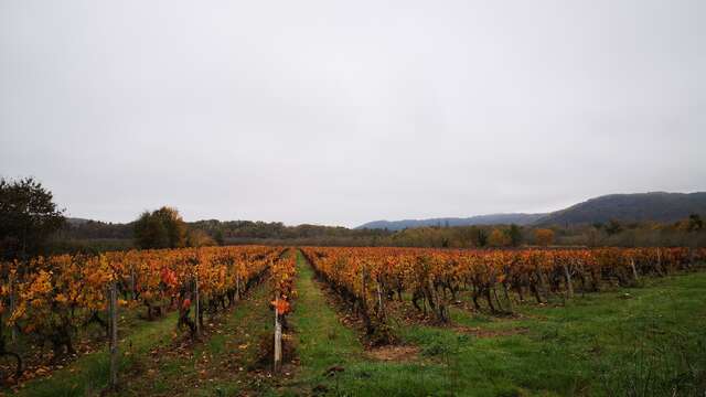 Circuit des vignes et des vergers