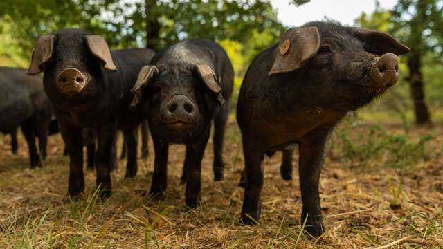 Eric Caillard - Ferme du Tessou