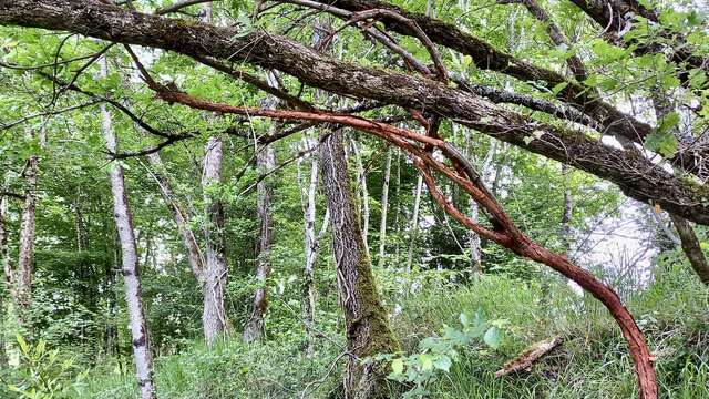 L'art dans la Nature, SculpTour 2025 : vernissage