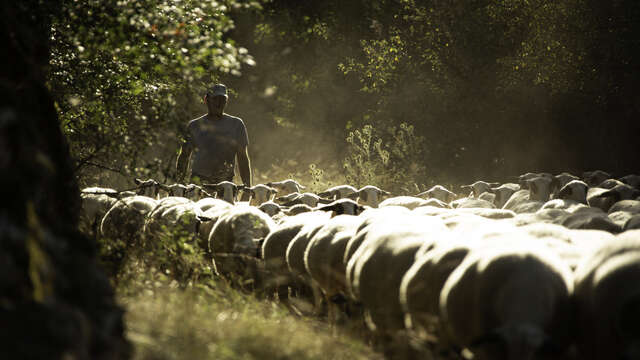 Balade sur le sentier de la brebis à Espédaillac
