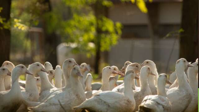 Dor'Lot Emerveille : Visite de la Ferme des Campagnes