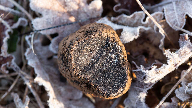 Marché aux truffes de Gignac
