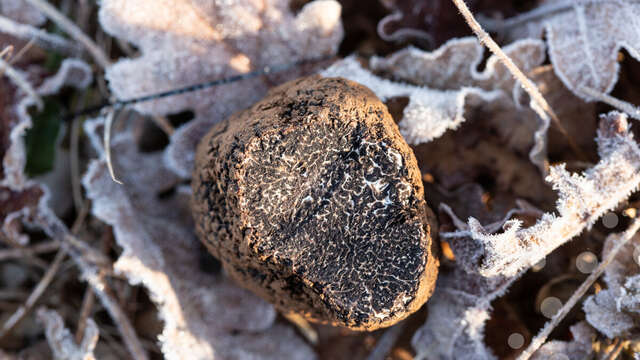 Marché aux truffes de Cuzance