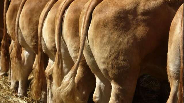 Comice agricole au Pescher