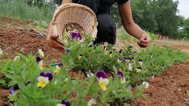Les jardins du Mas de Greil