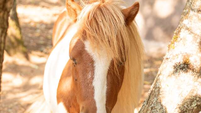 Ferme pédagogiques Les petits amis d'Hippolyte