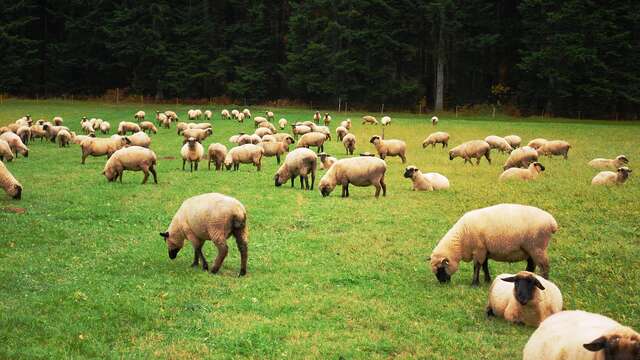 Sortie Nature "Quels points d'équilibre entre pastoralisme et biodiversité" dans la Vallée de la Masse
