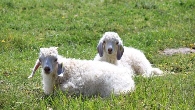 Ferme de Siran