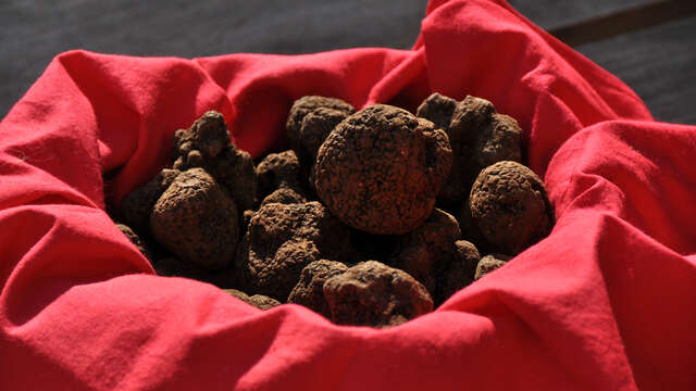 Fête de la truffe à Lalbenque