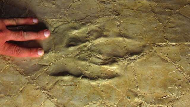 La Plage aux Ptérosaures