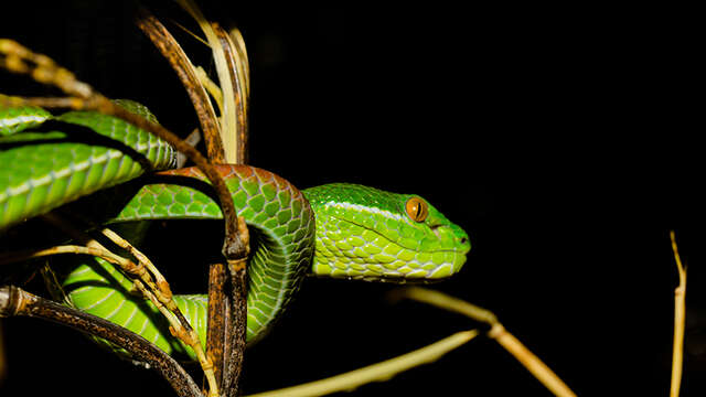 Soirée Privilège à Reptiland