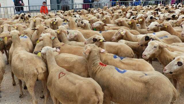 Transhumance Rocamadour - Luzech 2024