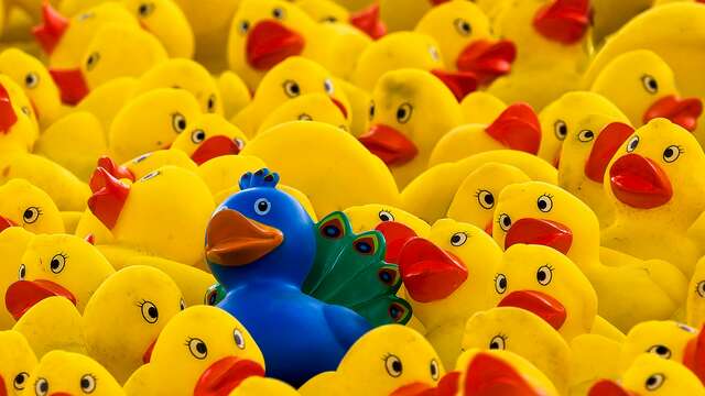 Téléthon 2025 : Course de canards sur la Dordogne