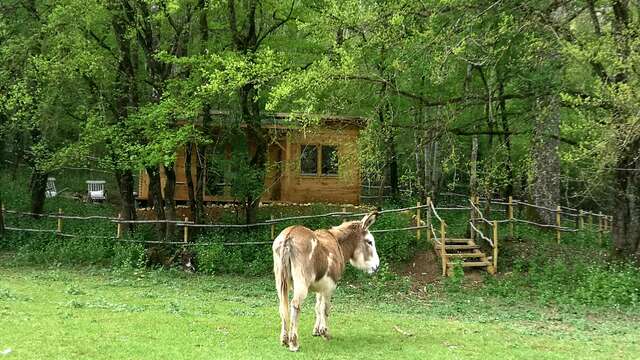 Lot’antique cabane des bois